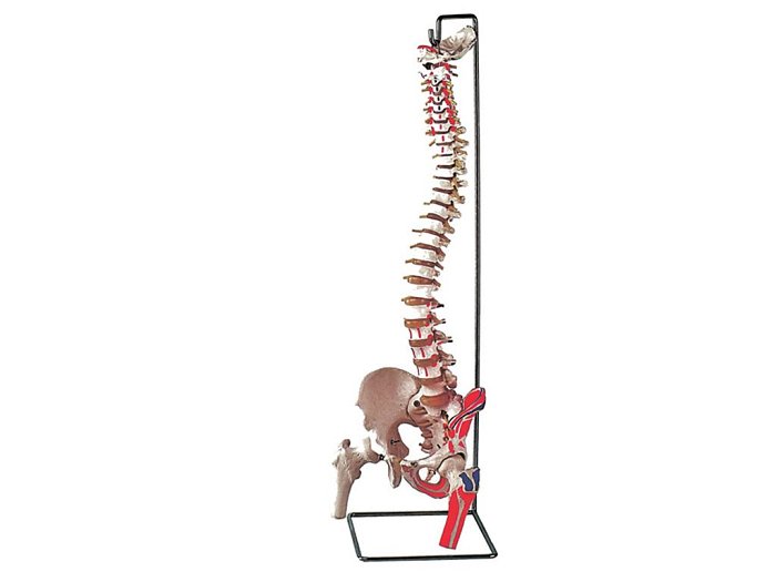 Colonna vertebrale - con femore e muscolo