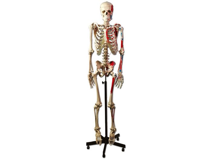 Scheletro Umano Muscolare
