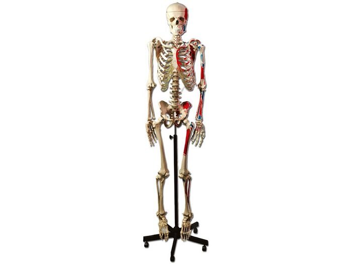 Scheletro Umano Muscolare